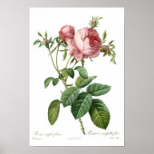 Roze Rose van Redoute Poster (Voorkant)