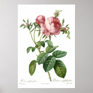 Roze Rose van Redoute Poster