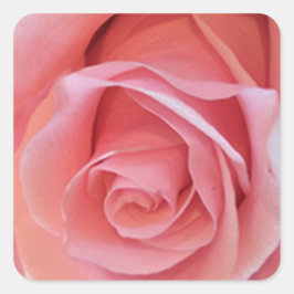 Roze Rose Vierkante Sticker