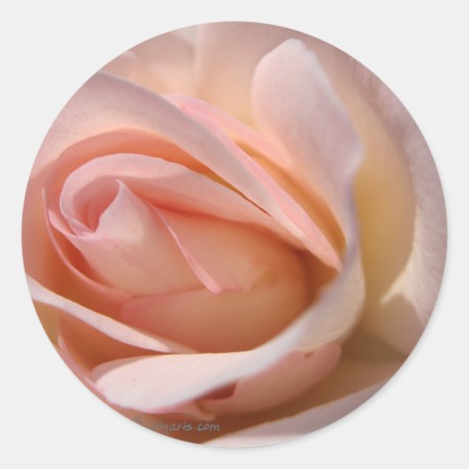 Roze Rose Wedding Invitation Seal Ronde Sticker (Voorkant)