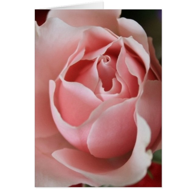 Roze Rosebud (Voorkant)
