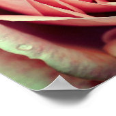 Roze Rosebud Center omhoog Sluiten Poster (Hoek)