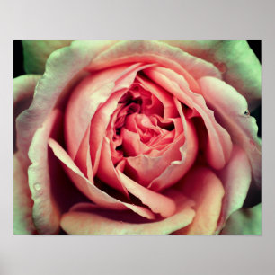 Roze Rosebud Center omhoog Sluiten Poster