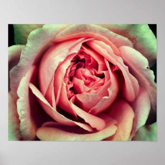 Roze Rosebud Center omhoog Sluiten Poster (Voorkant)