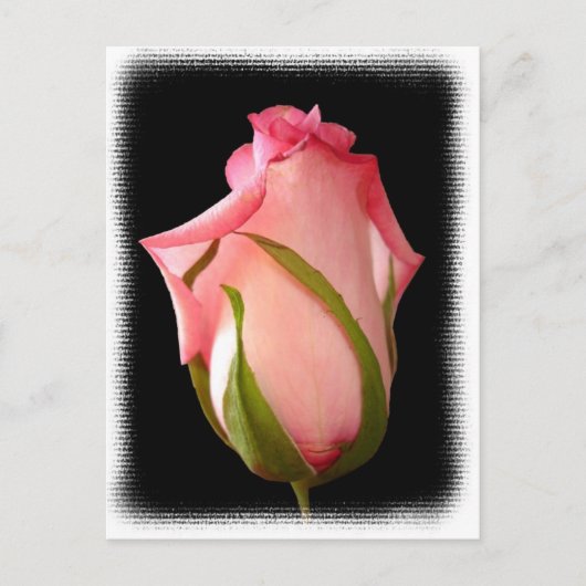 Roze rosebud met Fancy rand Briefkaart (Voorkant)
