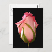 Roze rosebud met zwarte achtergrond briefkaart (Voorkant / Achterkant)