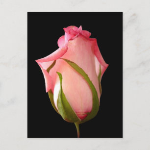 Roze rosebud met zwarte achtergrond briefkaart