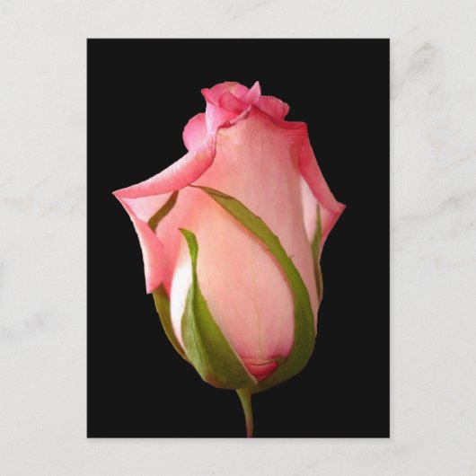 Roze rosebud met zwarte achtergrond briefkaart (Voorkant)