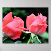 Roze Rosebud Pair Poster (Voorkant)