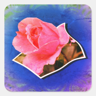 Roze Rosebud Raindrops Pop uit Vierkante Sticker