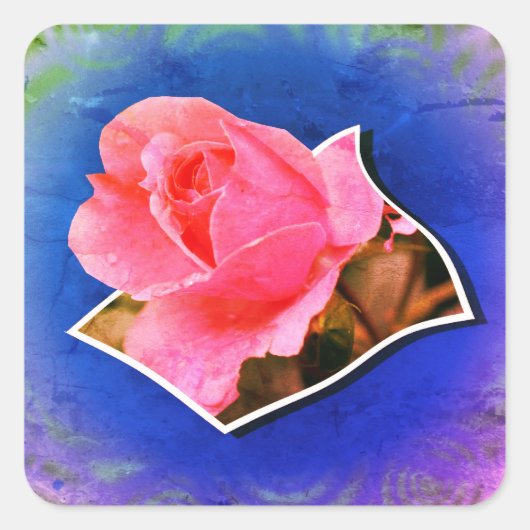 Roze Rosebud Raindrops Pop uit Vierkante Sticker (Voorkant)