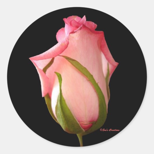 Roze Rosebud Ronde Sticker (Voorkant)