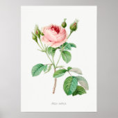 Roze Rosebuds  Botanische illustratie Poster (Voorkant)