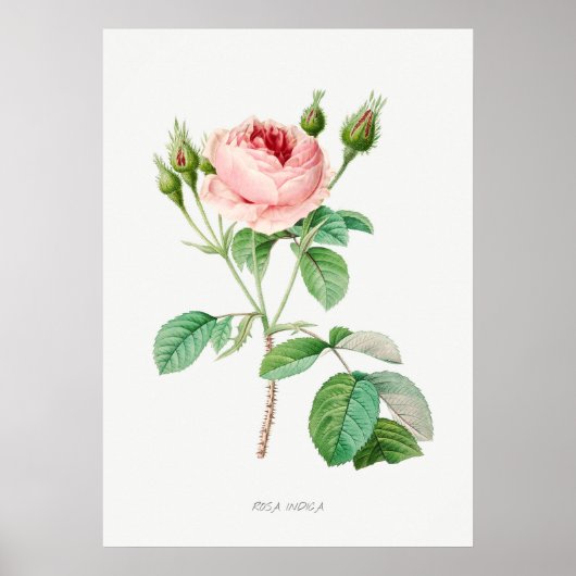 Roze Rosebuds  Botanische illustratie Poster (Voorkant)