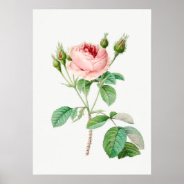 Roze Rosebuds  Botanische illustratie Poster