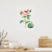 Roze Rosebuds  Botanische illustratie Poster (Keuken)