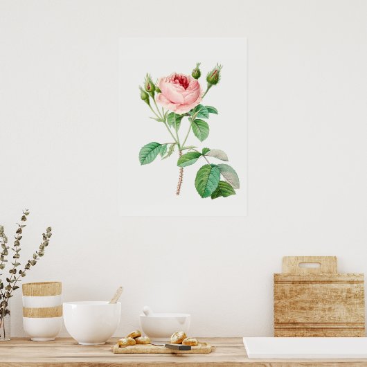 Roze Rosebuds  Botanische illustratie Poster (Keuken)