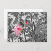 Roze Roses Color Splash Foto Briefkaart (Voorkant / Achterkant)