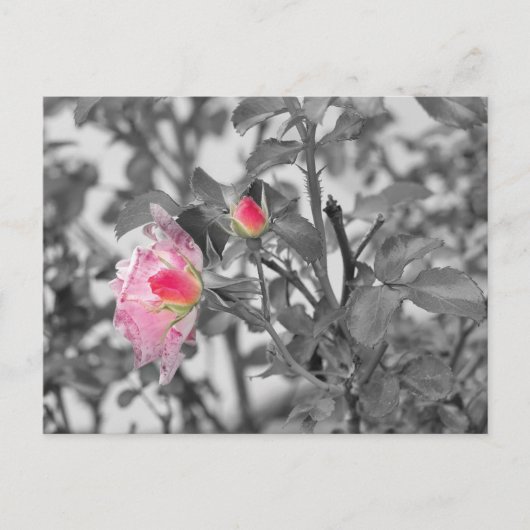 Roze Roses Color Splash Foto Briefkaart (Voorkant)