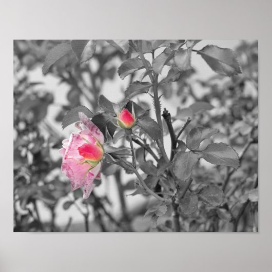 Roze Roses Color Splash Foto Poster (Voorkant)