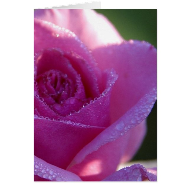 Roze Roses Dew (Voorkant)