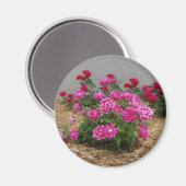Roze Roses magnet (Voorkant / Achterkant)