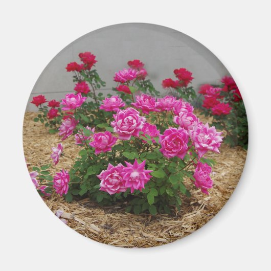 Roze Roses magnet (Voorkant)