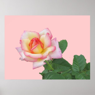 Roze roze 2-toon poster