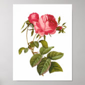 roze roze afdrukillustraties  poster (Voorkant)