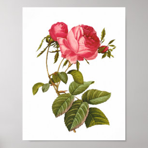 roze roze afdrukillustraties poster