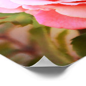 Roze roze Antiek stijlfoto's afdrukken Poster (Hoek)