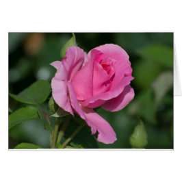 Roze roze blanco binnenzijde