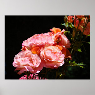 Roze Roze bloem Bloem poster prints Floral
