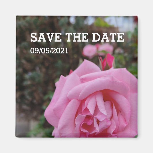 Roze roze bloem magneet (Voorkant)