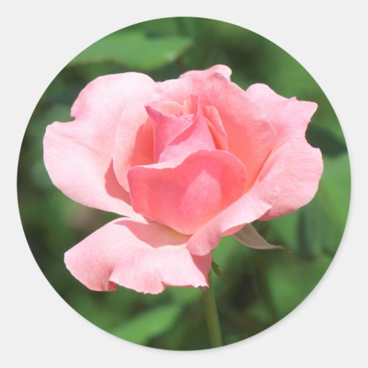 Roze roze bloem ronde sticker (Voorkant)