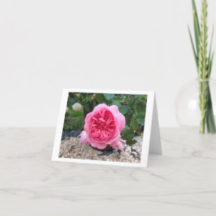 roze roze bloem Vergroeten Kaart