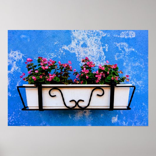 Roze roze bloemdoos tegen blauwe  wand poster (Voorkant)
