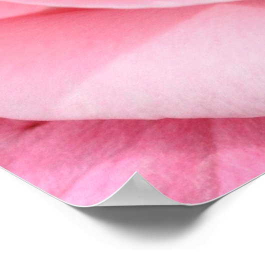 Roze roze bloesem Afdrukschoonheid van een Roos Poster (Hoek)