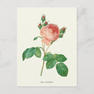  roze roze botanische afdrukken briefkaart