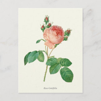 roze roze botanische afdrukken briefkaart