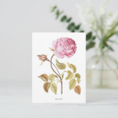 roze roze botanische afdrukken briefkaart (Staand voorkant)