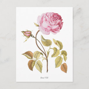  roze roze botanische afdrukken briefkaart