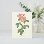 roze roze botanische afdrukken briefkaart (Staand voorkant)