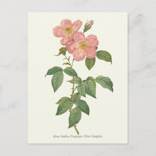 roze roze botanische afdrukken briefkaart (Voorkant)