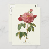  roze roze botanische afdrukken briefkaart (Voorkant / Achterkant)