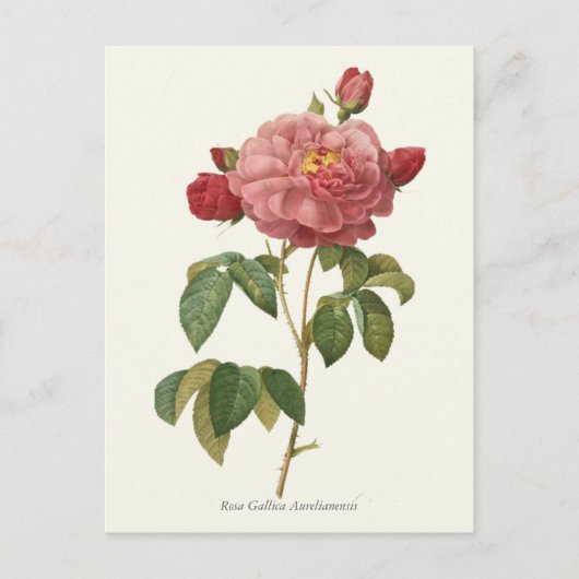  roze roze botanische afdrukken briefkaart (Voorkant)