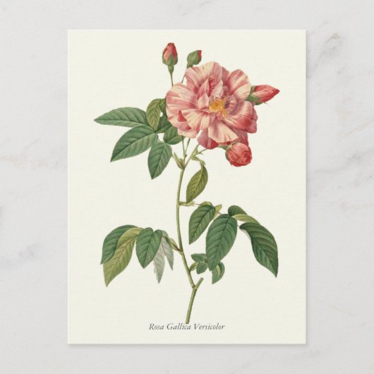 roze roze botanische afdrukken briefkaart (Voorkant)