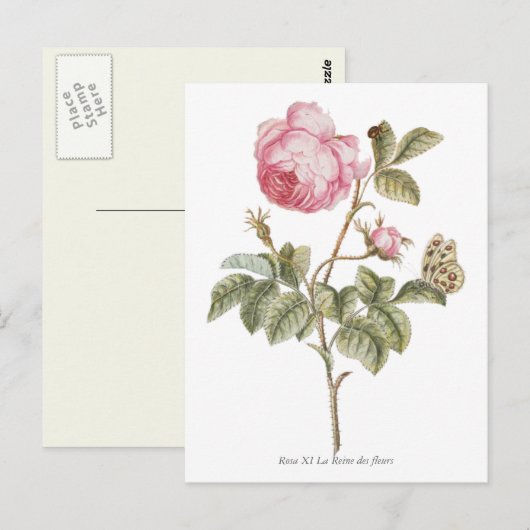  roze roze botanische afdrukken briefkaart (Voorkant / Achterkant)