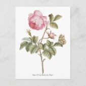 roze roze botanische afdrukken briefkaart (Voorkant)