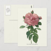  roze roze botanische afdrukken briefkaart (Voorkant / Achterkant)